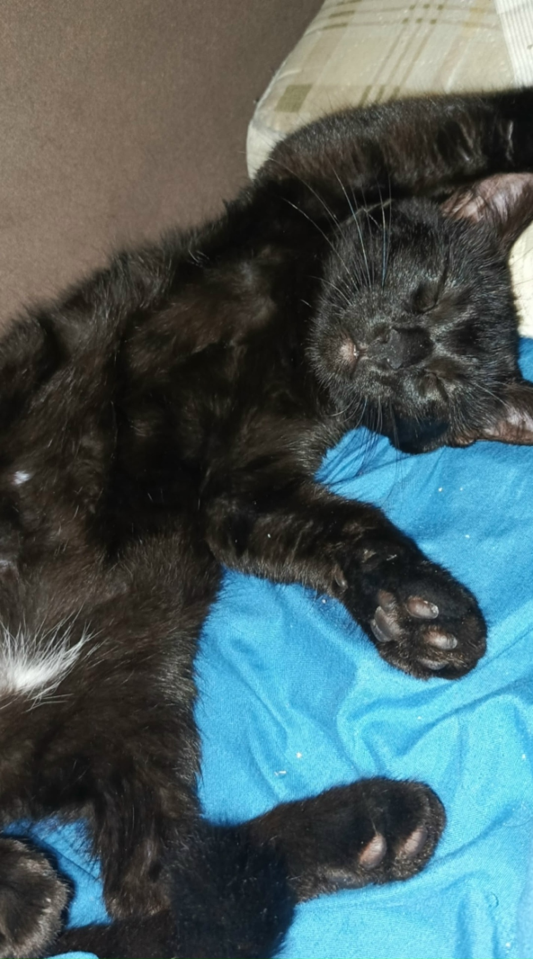 Пропала кошка в Сыктывкаре — фото объявления