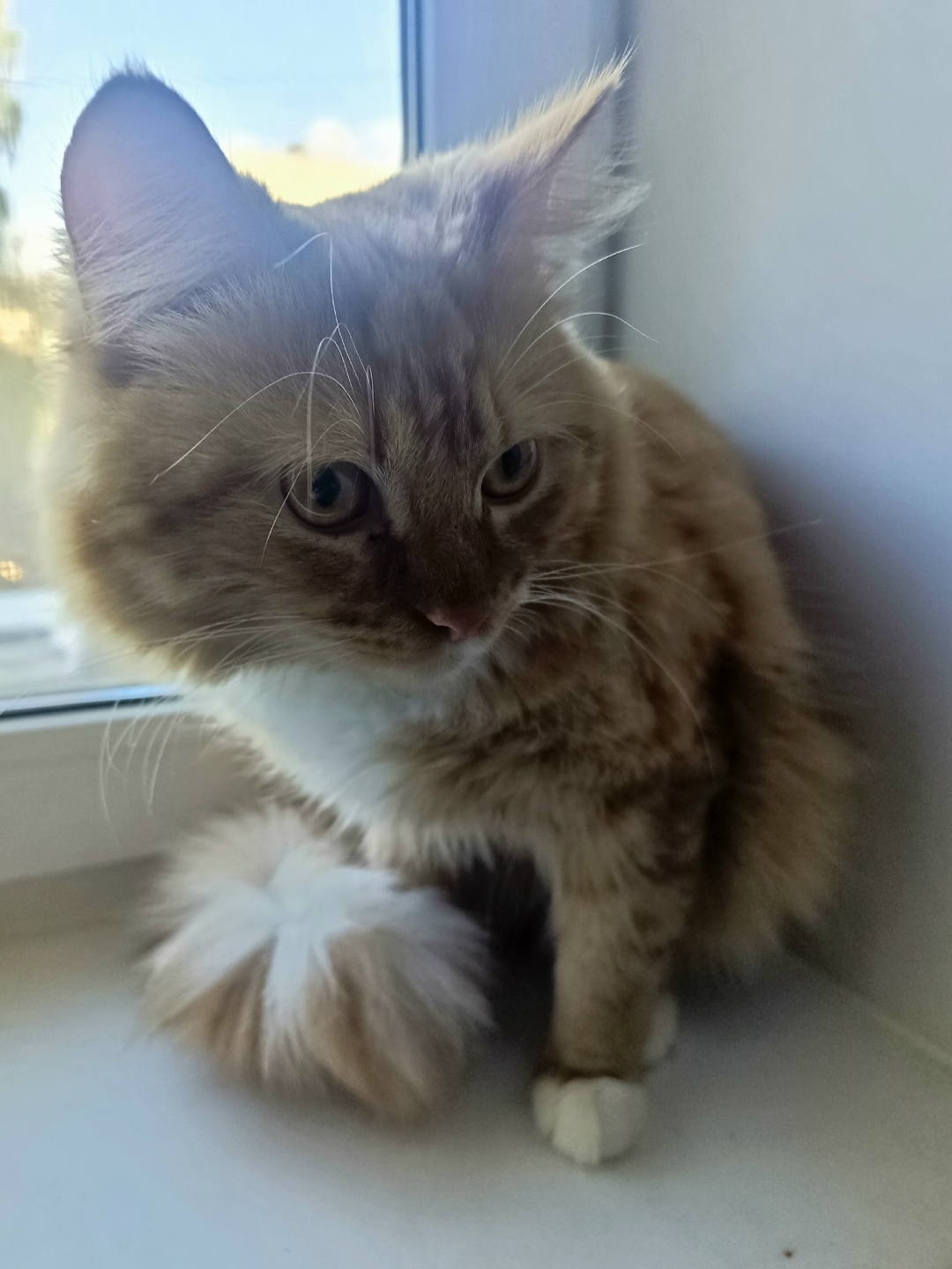 Найдена собака в Сыктывкаре — фото объявления