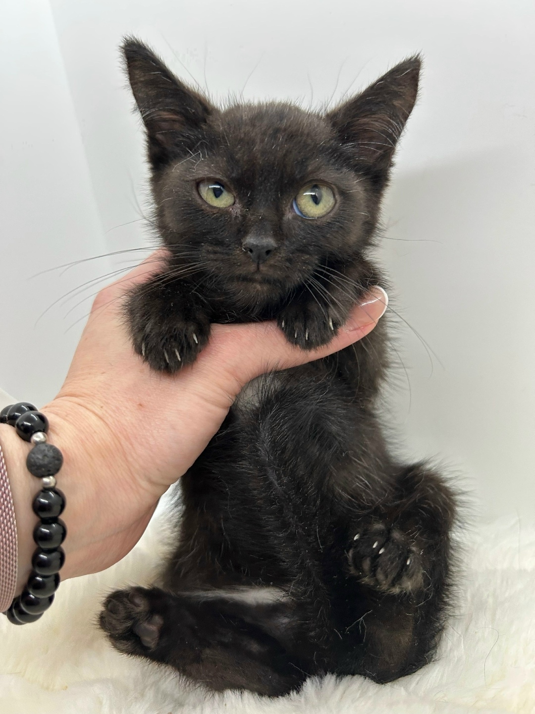 Найдена собака в Сыктывкаре — фото объявления