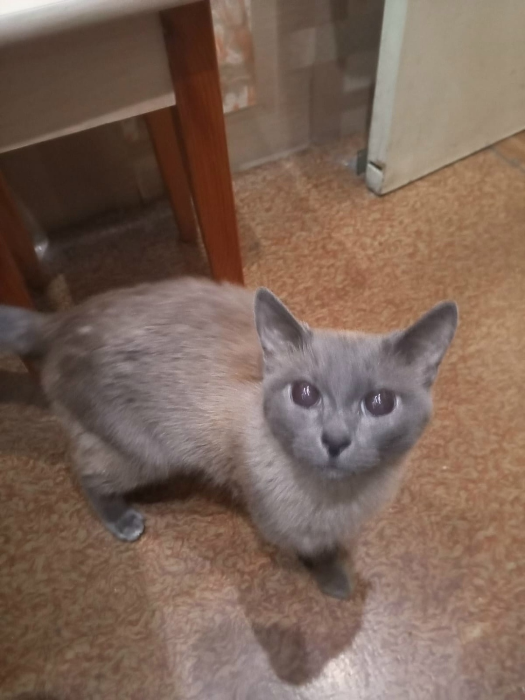 Пропала собака в Сыктывкаре — фото объявления