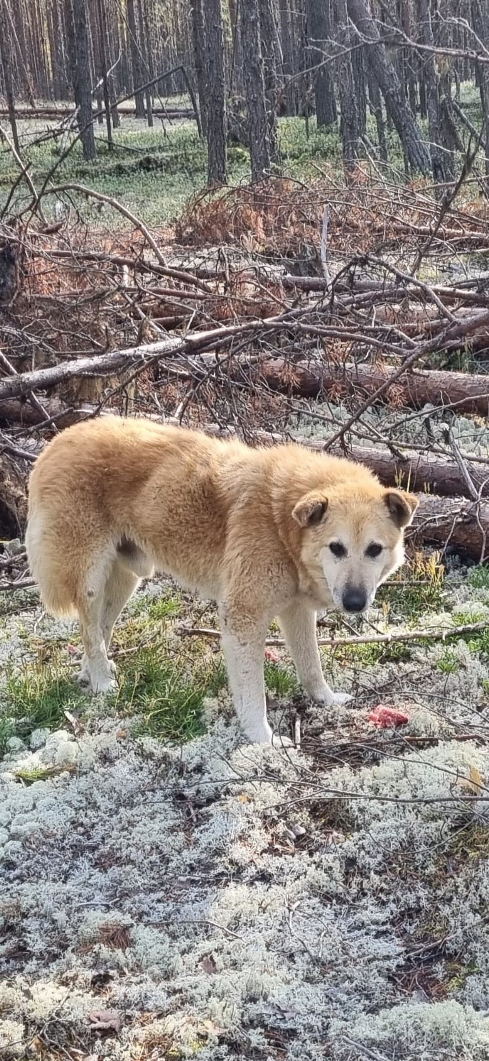 Найдена собака в Сыктывкаре — фото объявления