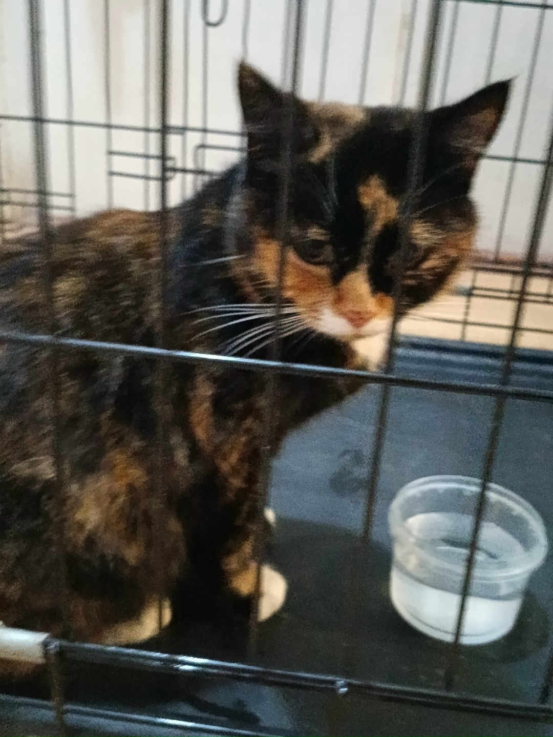 Найдена кошка в Сыктывкаре — фото объявления