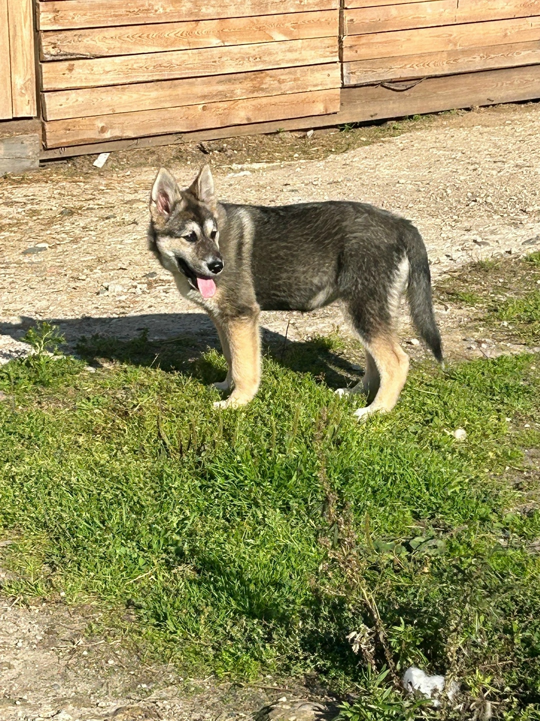Найдена собака в Сыктывкаре — фото объявления