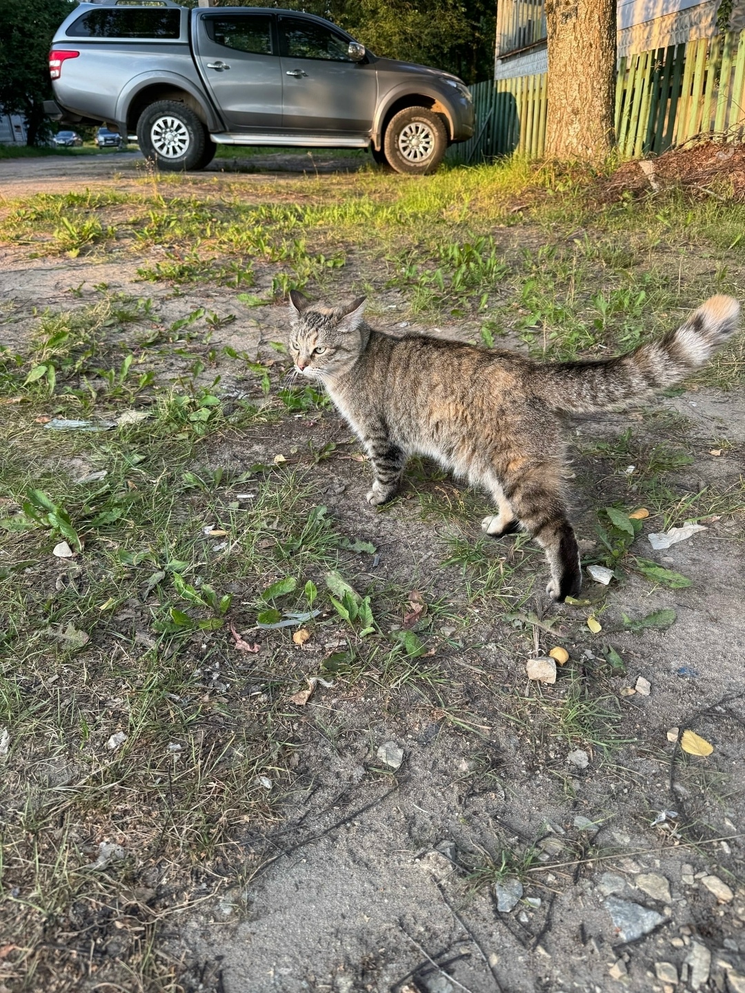 Пропала кошка в Сыктывкаре — фото объявления