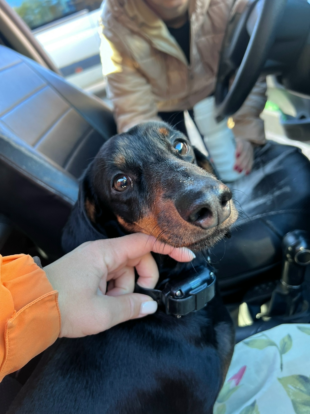 Найдена собака в Сыктывкаре — фото объявления