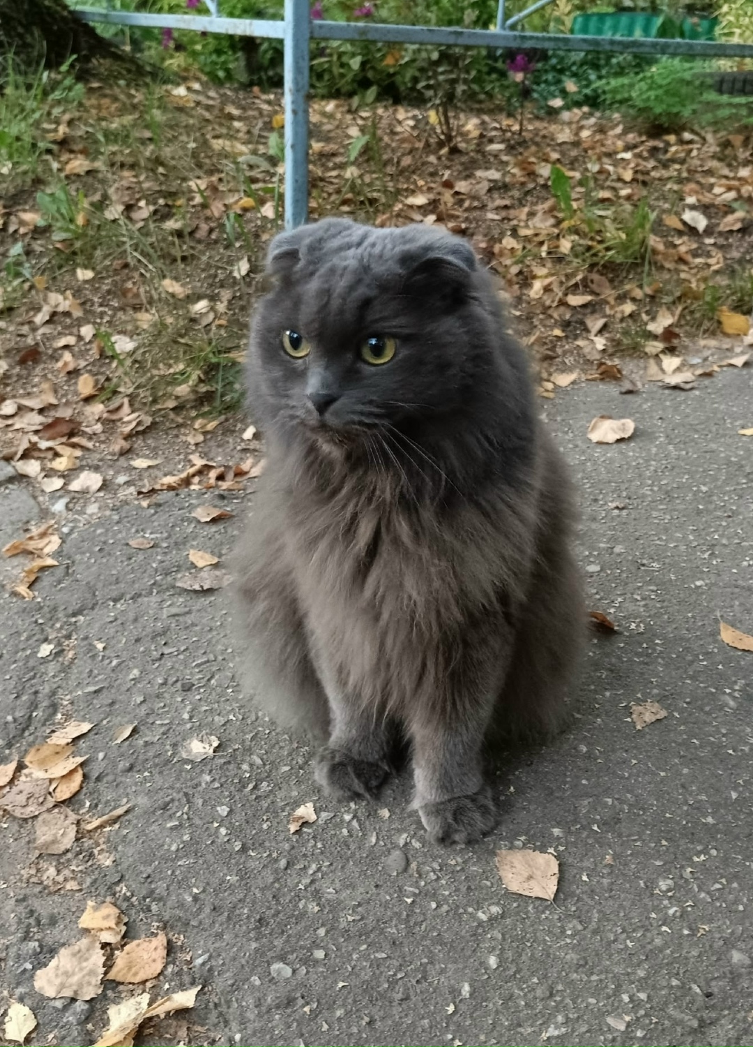 Найдена кошка в Сыктывкаре — фото объявления