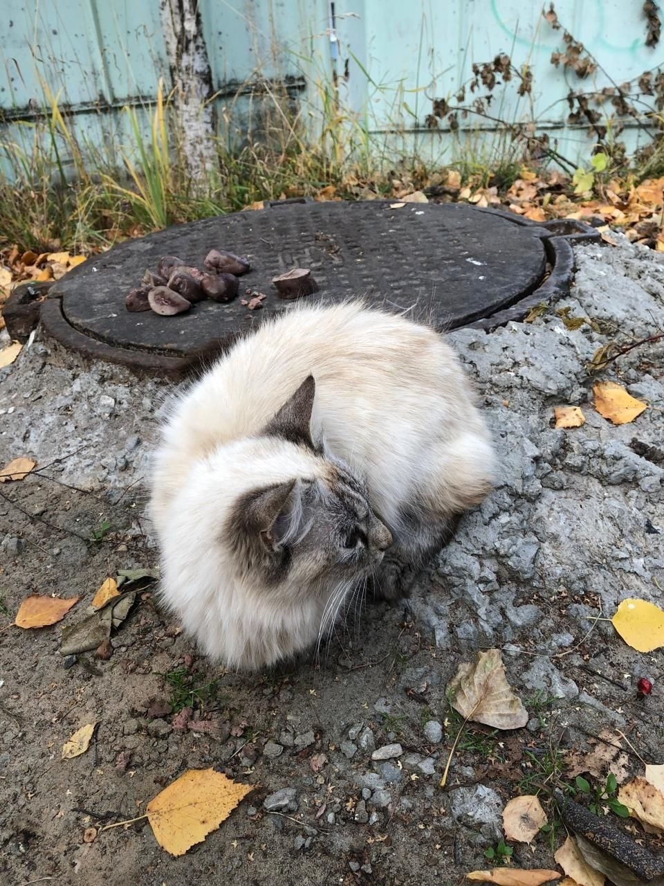 Найдена кошка в Сыктывкаре — фото объявления