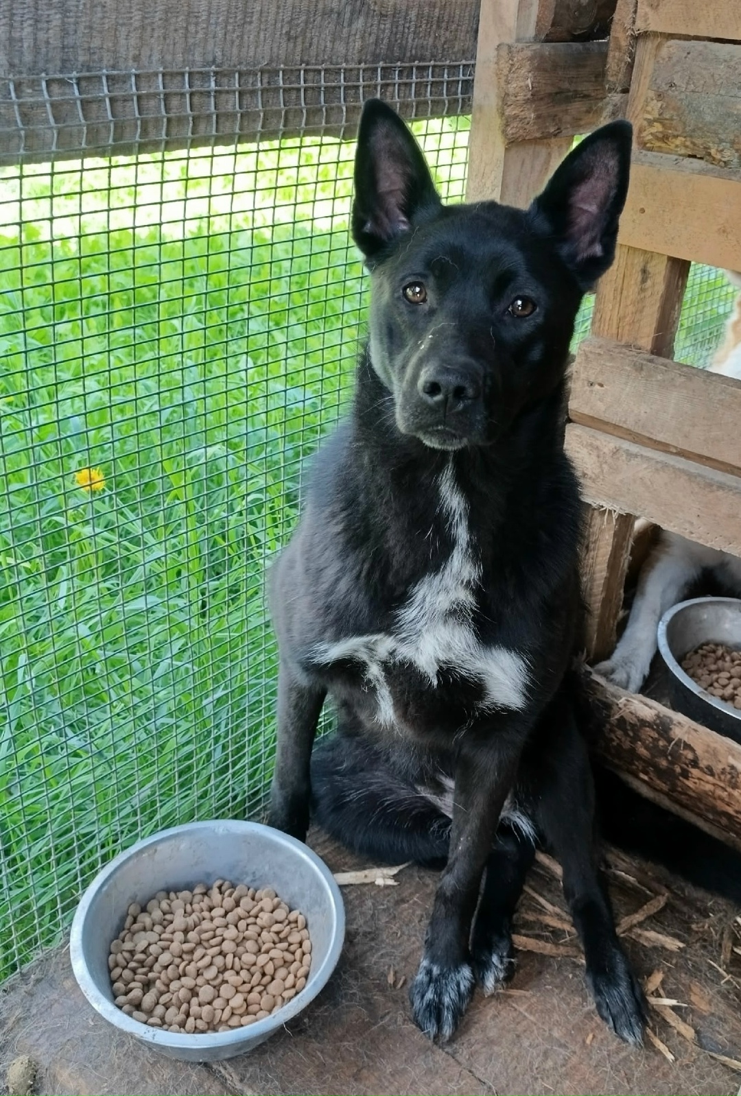 Найдена собака в Сыктывкаре — фото объявления