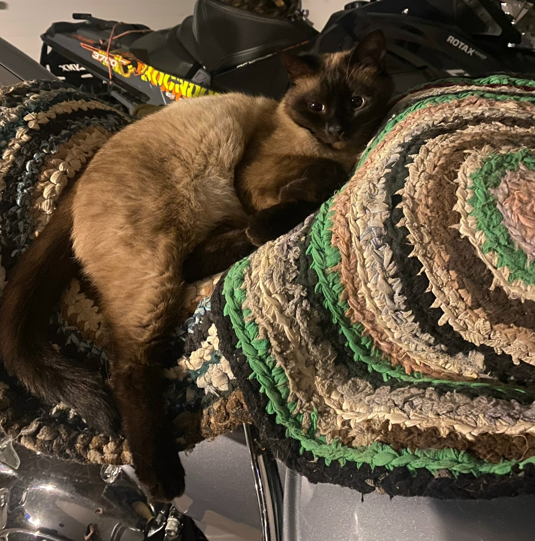 Пропала кошка в Сыктывкаре — фото объявления