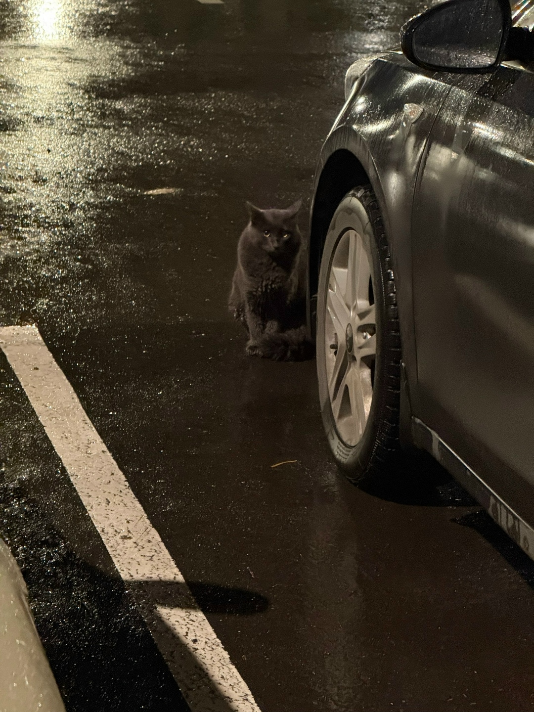 Пропала кошка в Сыктывкаре — фото объявления