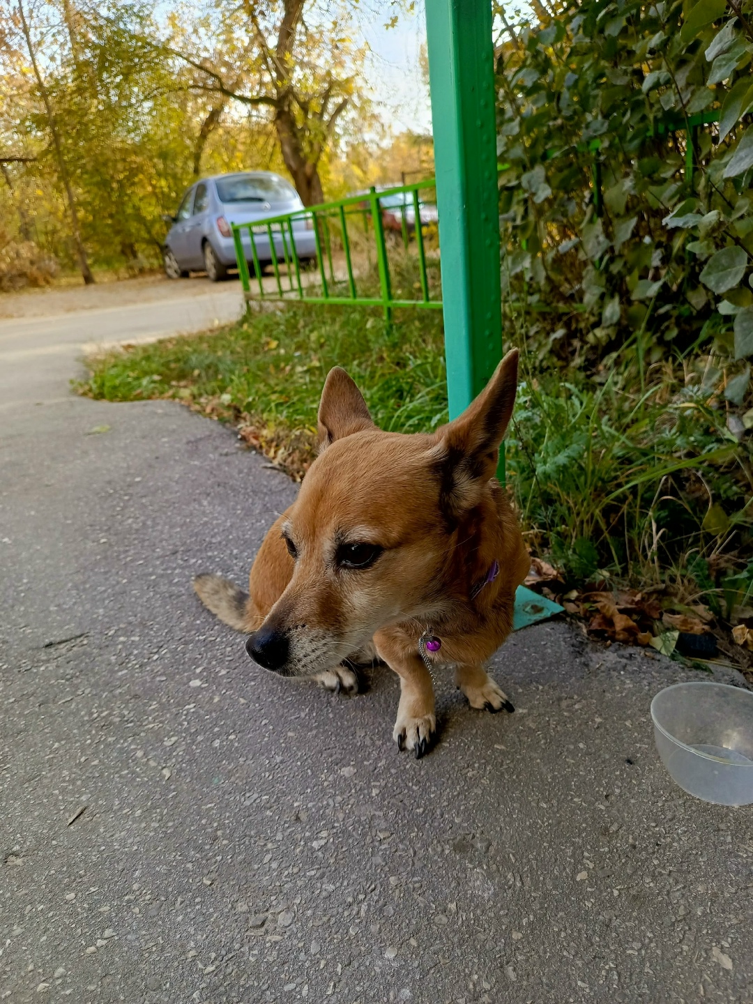 Найдена собака в Дзержинске — фото объявления