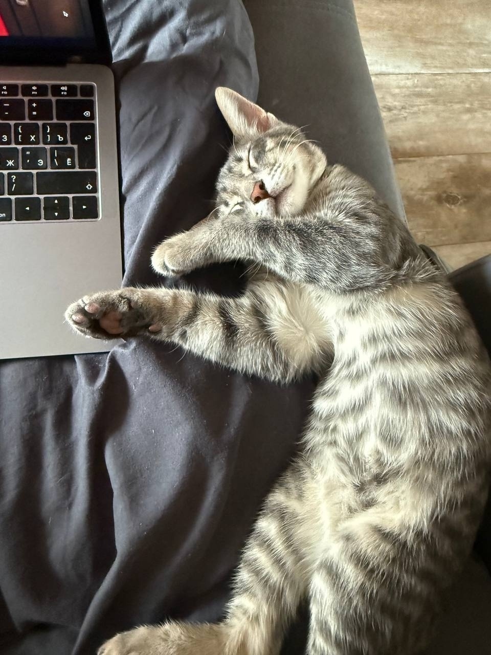 Пропала собака в Дзержинске — фото объявления