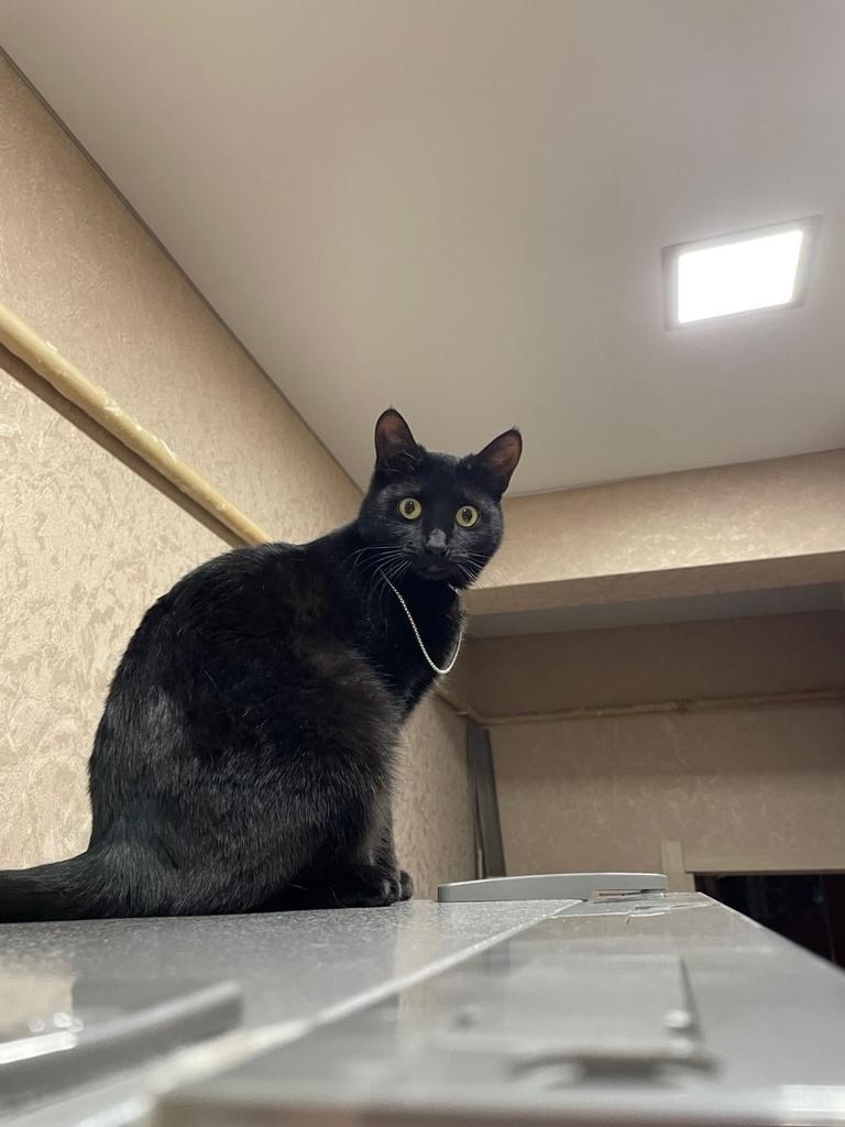 Пропала кошка в Дзержинске — фото объявления