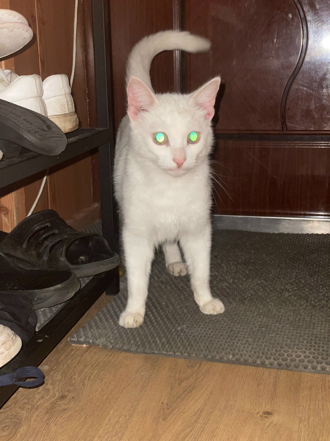 Пропала кошка в Дзержинске — фото объявления