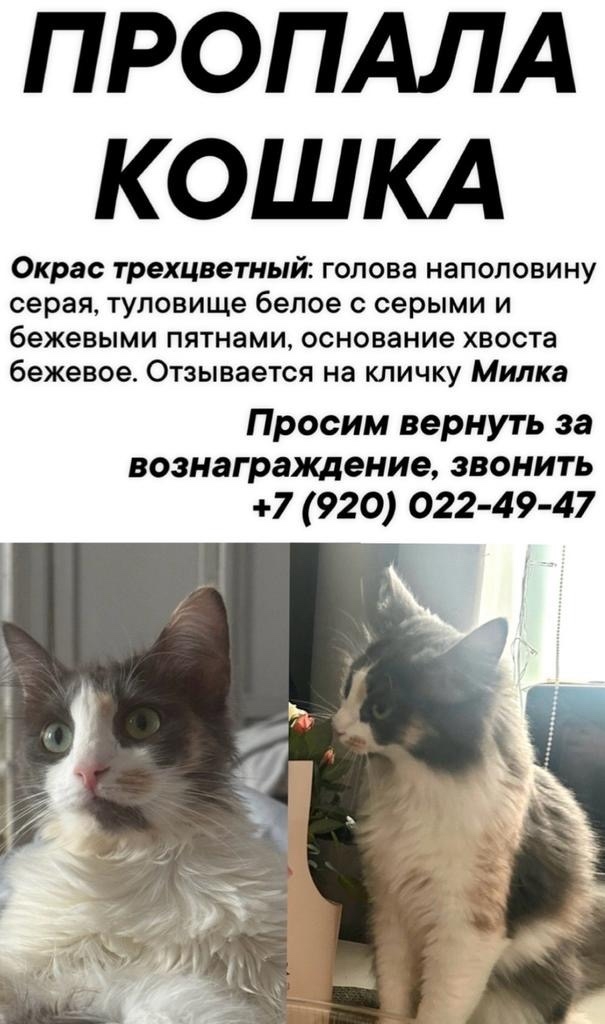 Пропала кошка в Дзержинске — фото объявления