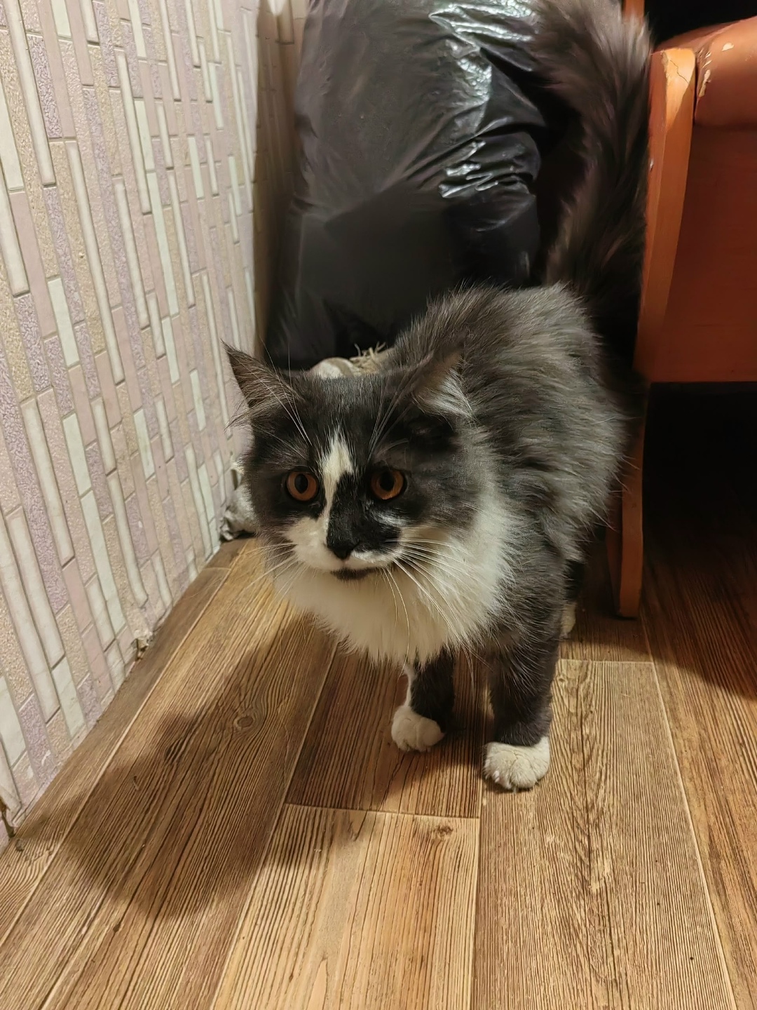 Найдена кошка в Дзержинске — фото объявления