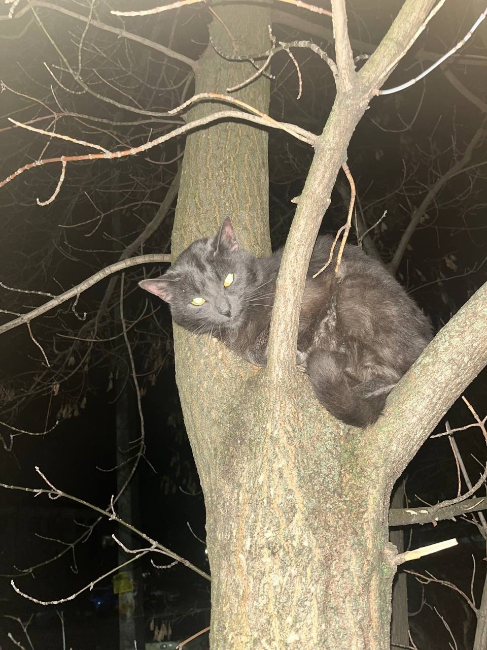 Найдена кошка в Дзержинске — фото объявления