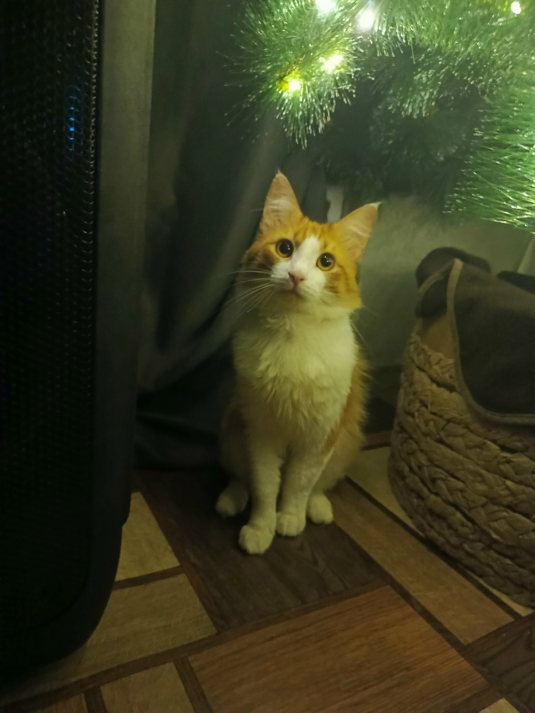 Пропала кошка в Дзержинске — фото объявления