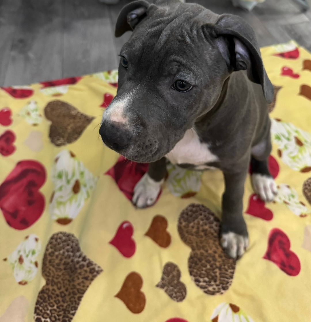 Найдена собака в Дзержинске — фото объявления