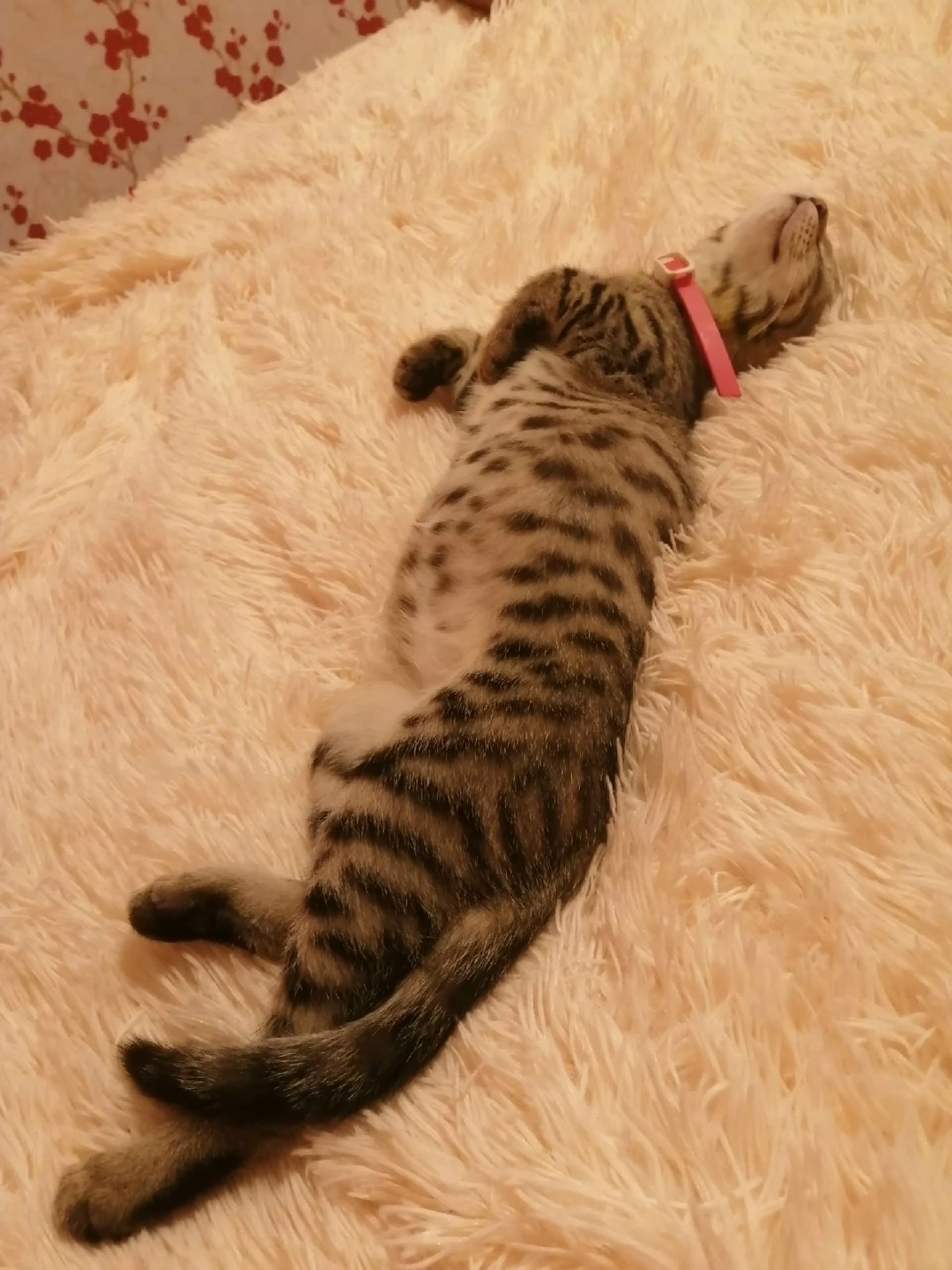 Пропала кошка в Дзержинске — фото объявления