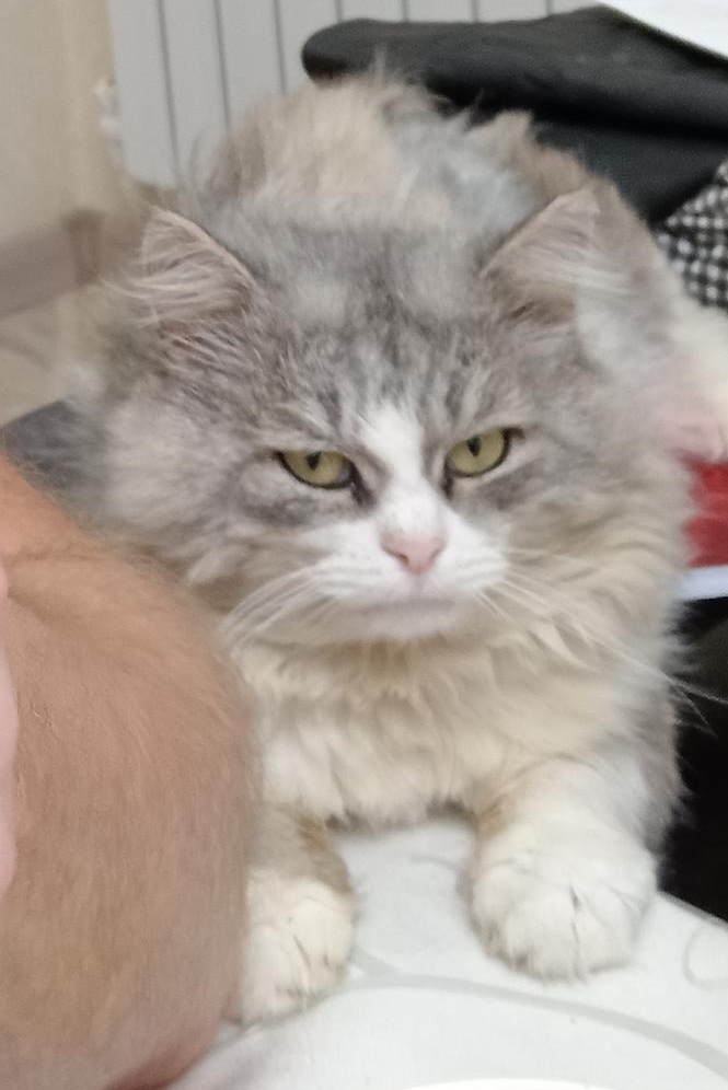 Пропала кошка в Дзержинске — фото объявления