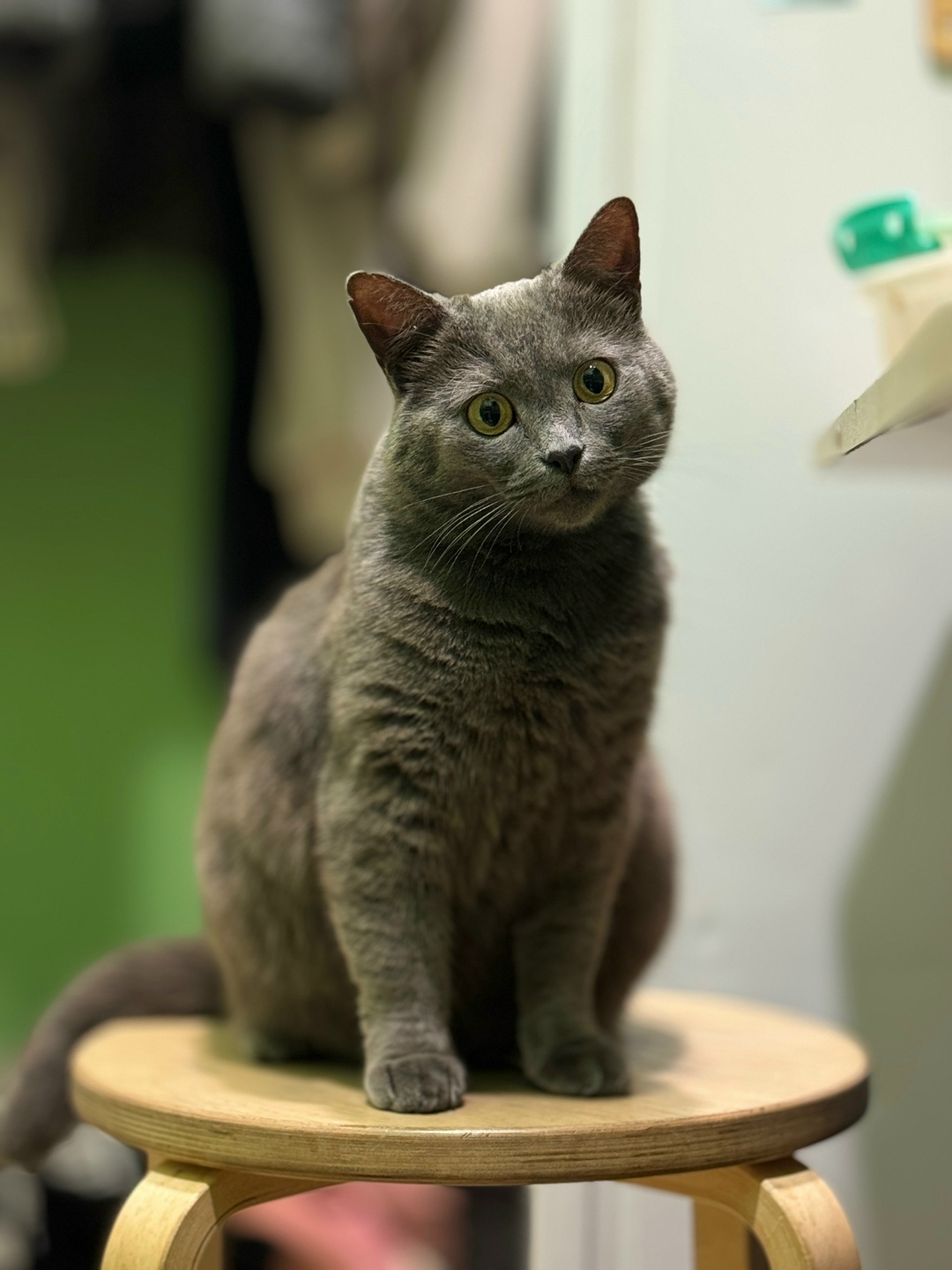 Пропала кошка в Дзержинске — фото объявления