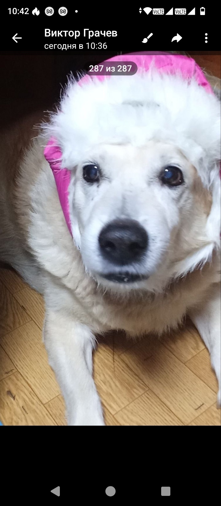 Пропала собака в Дзержинске — фото объявления