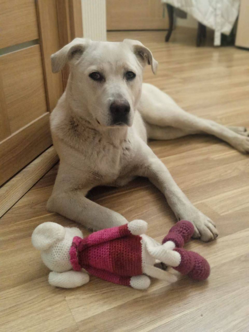 Найдена собака в Дзержинске — фото объявления