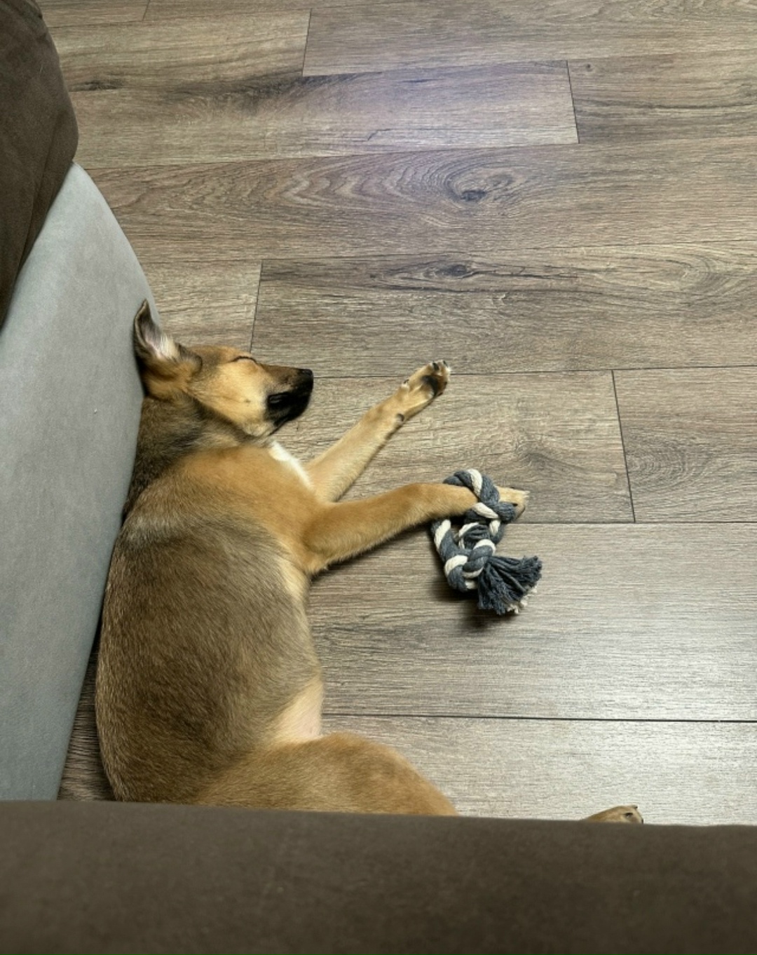 Пропала собака в Дзержинске — фото объявления