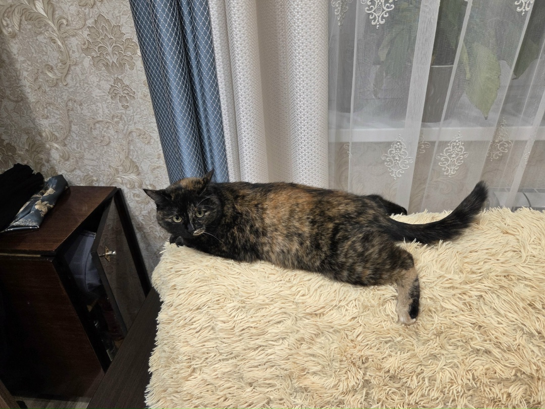 Найдена кошка в Дзержинске — фото объявления