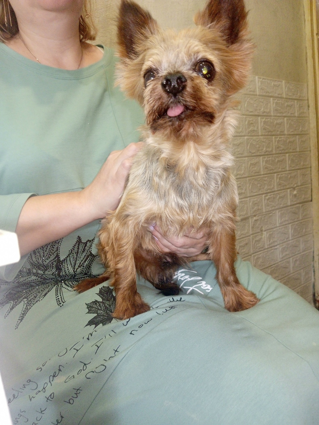 Найдена собака в Дзержинске — фото объявления