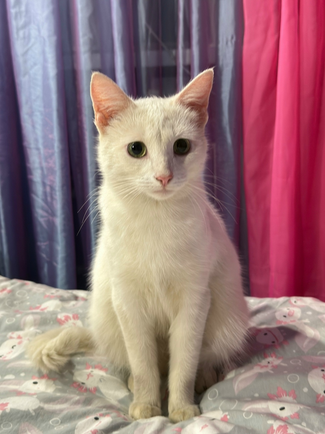 Найдена кошка в Дзержинске — фото объявления