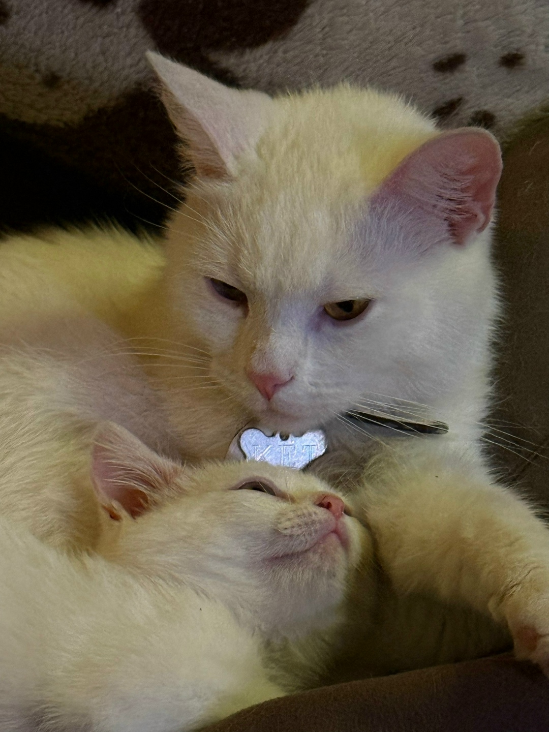 Пропала кошка в Дзержинске — фото объявления