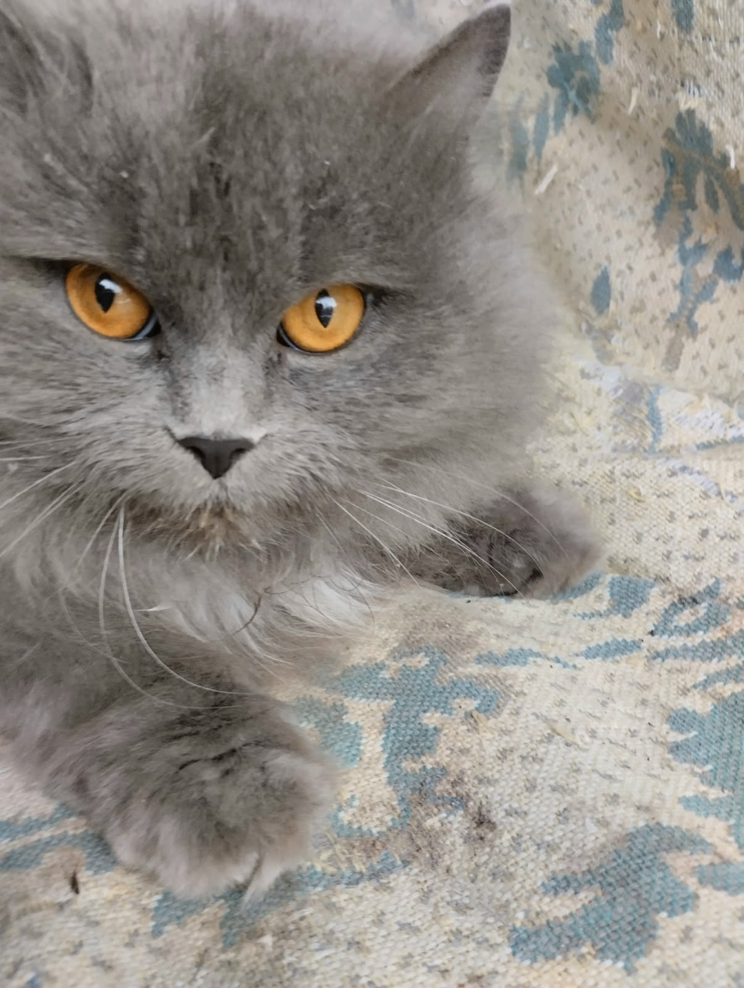 Найдена кошка в Дзержинске — фото объявления