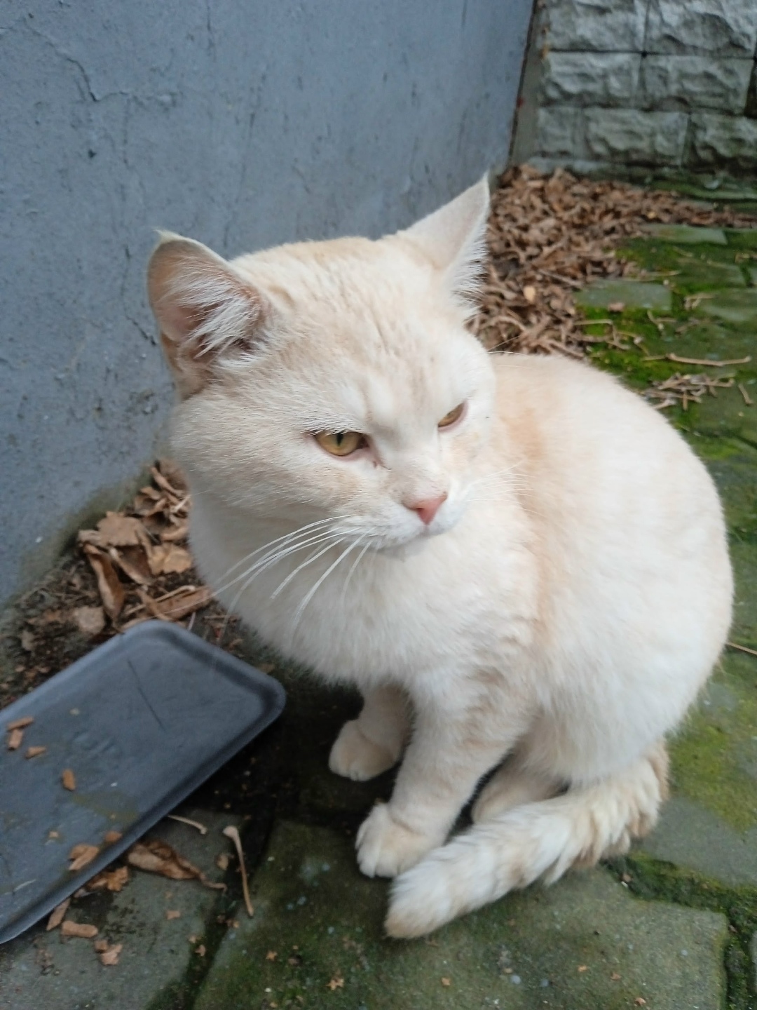 Найдена собака в Дзержинске — фото объявления