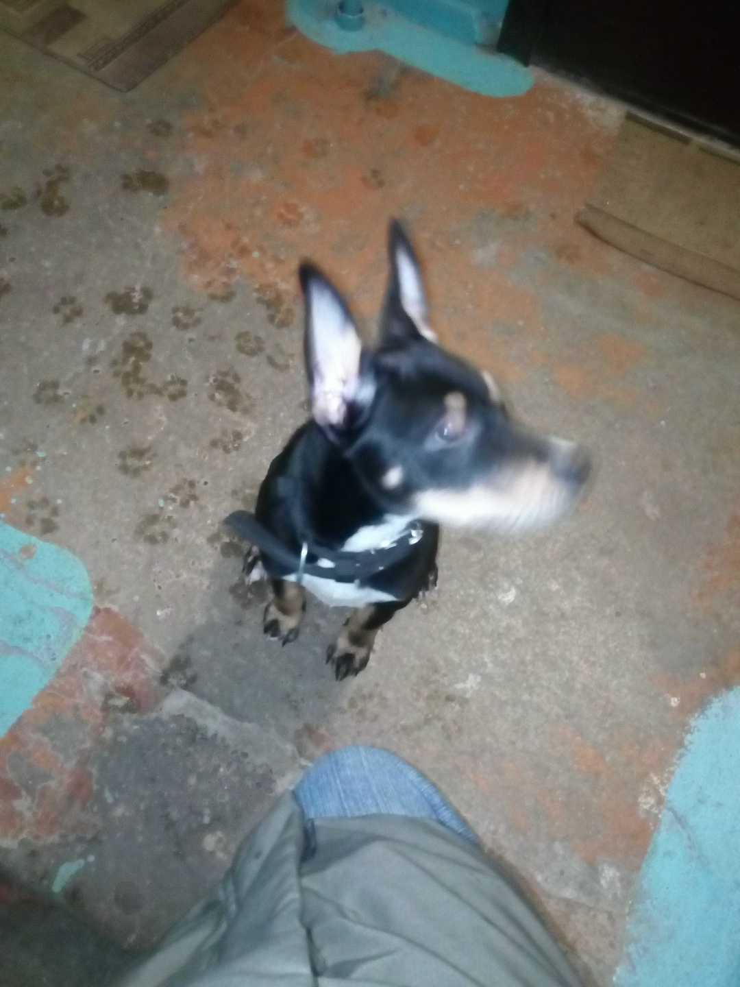 Найдена собака в Дзержинске — фото объявления