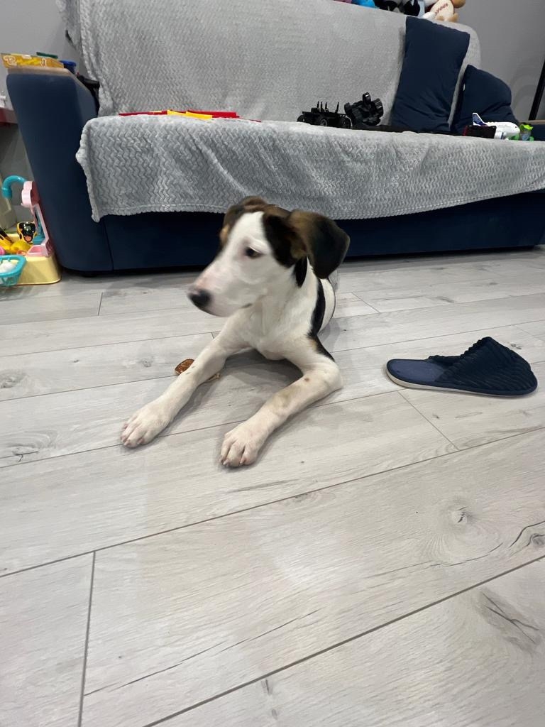 Найдена собака в Дзержинске — фото объявления