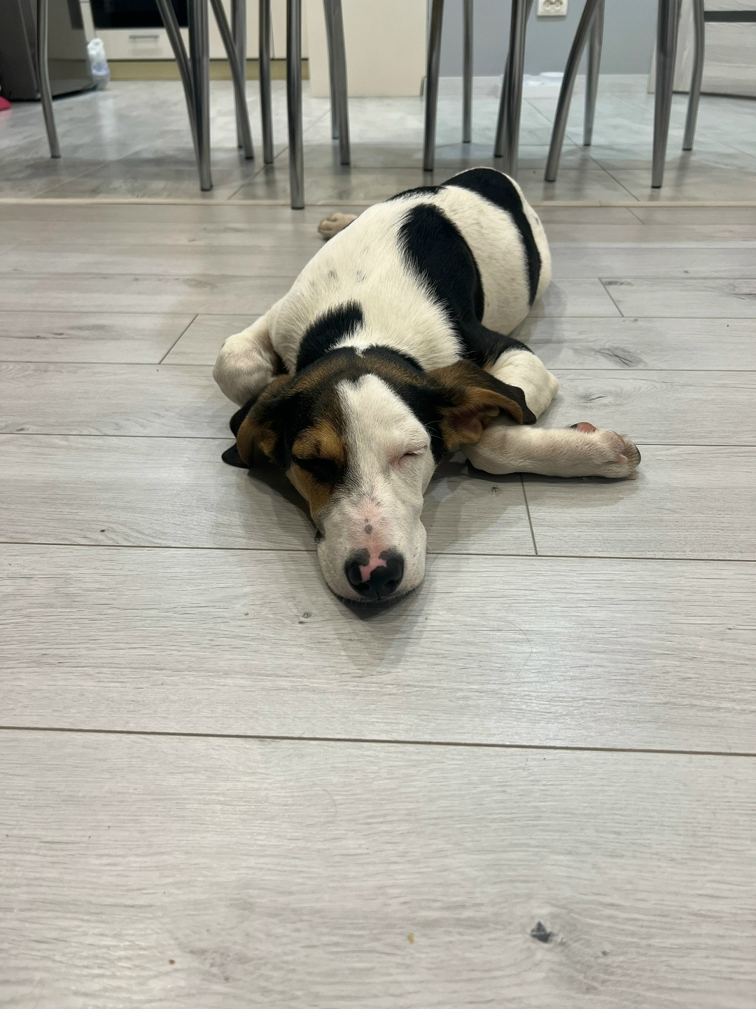 Найдена собака в Дзержинске — фото объявления