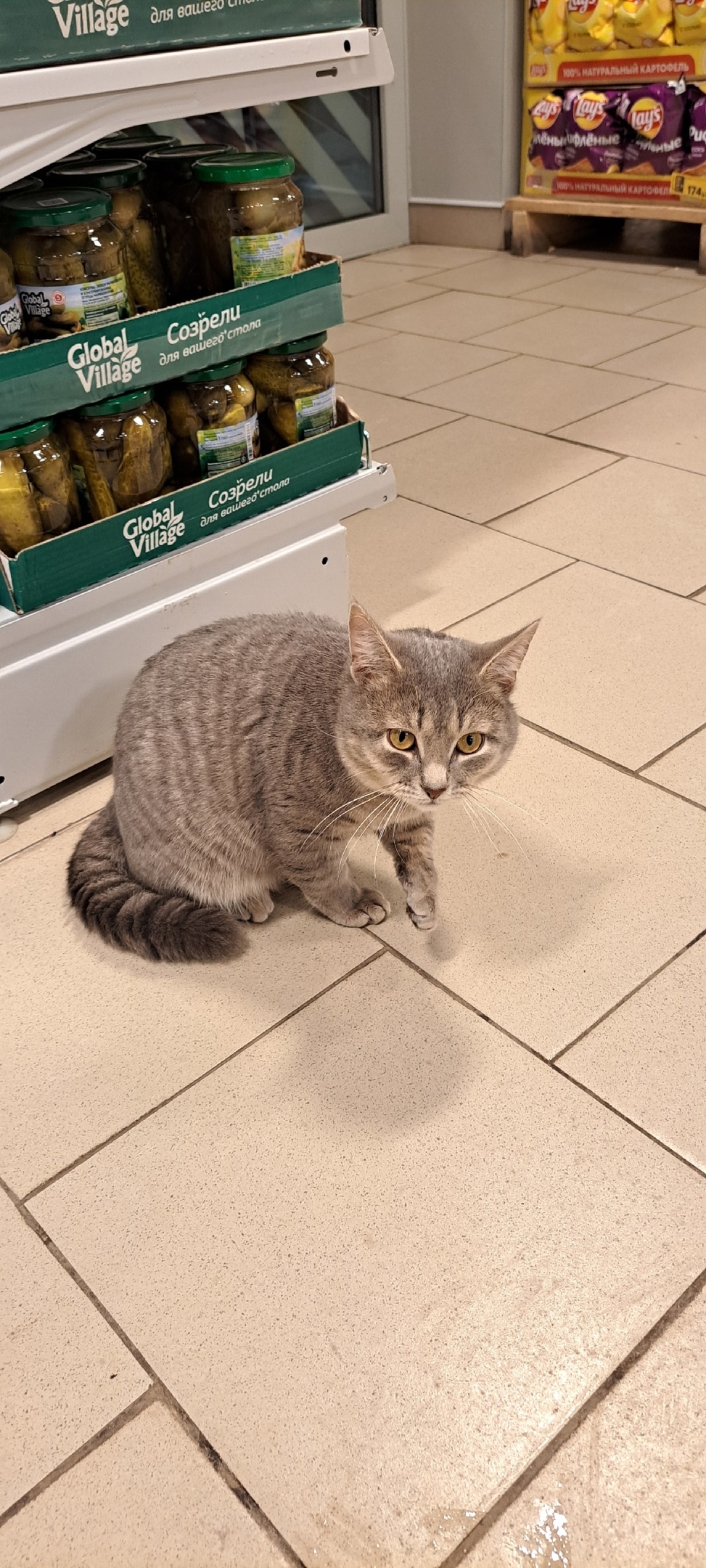 Пропала кошка в Дзержинске — фото объявления