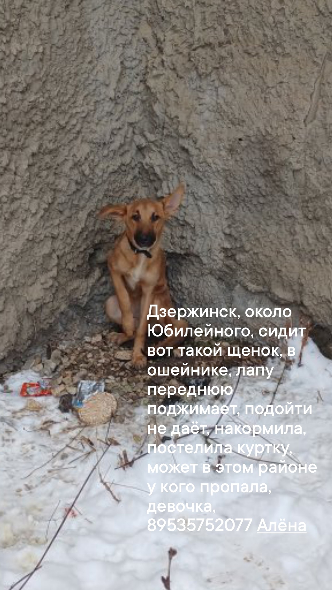 Пропала собака в Дзержинске — фото объявления