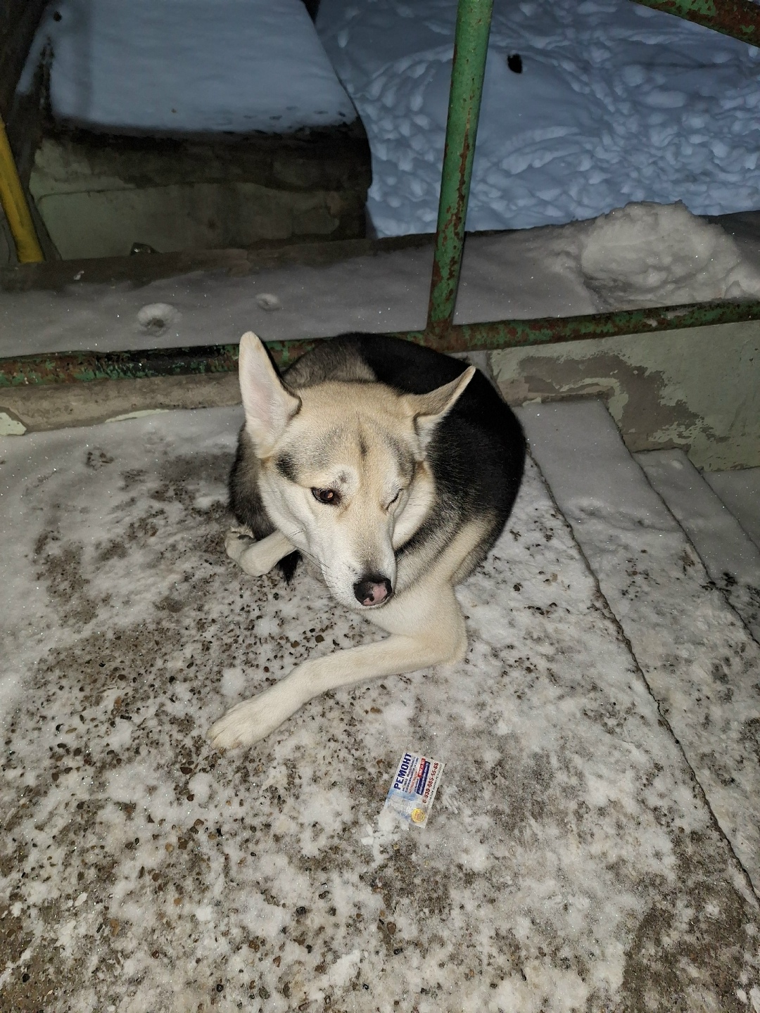 Пропала собака в Дзержинске — фото объявления