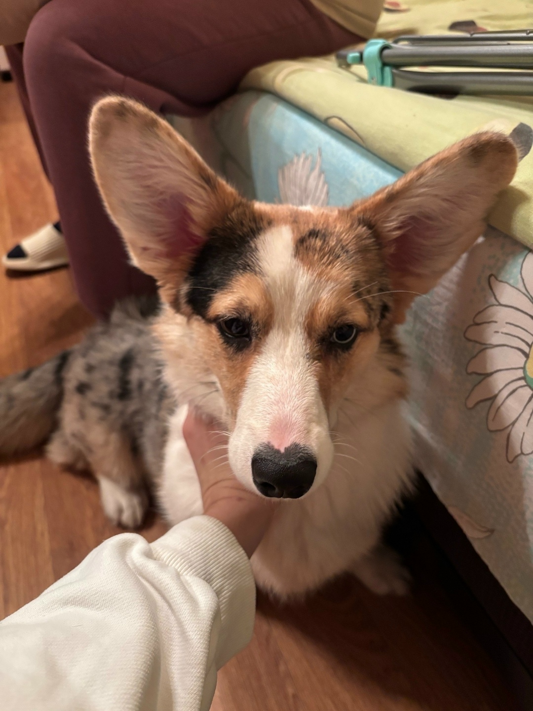 Найдена собака в Дзержинске — фото объявления