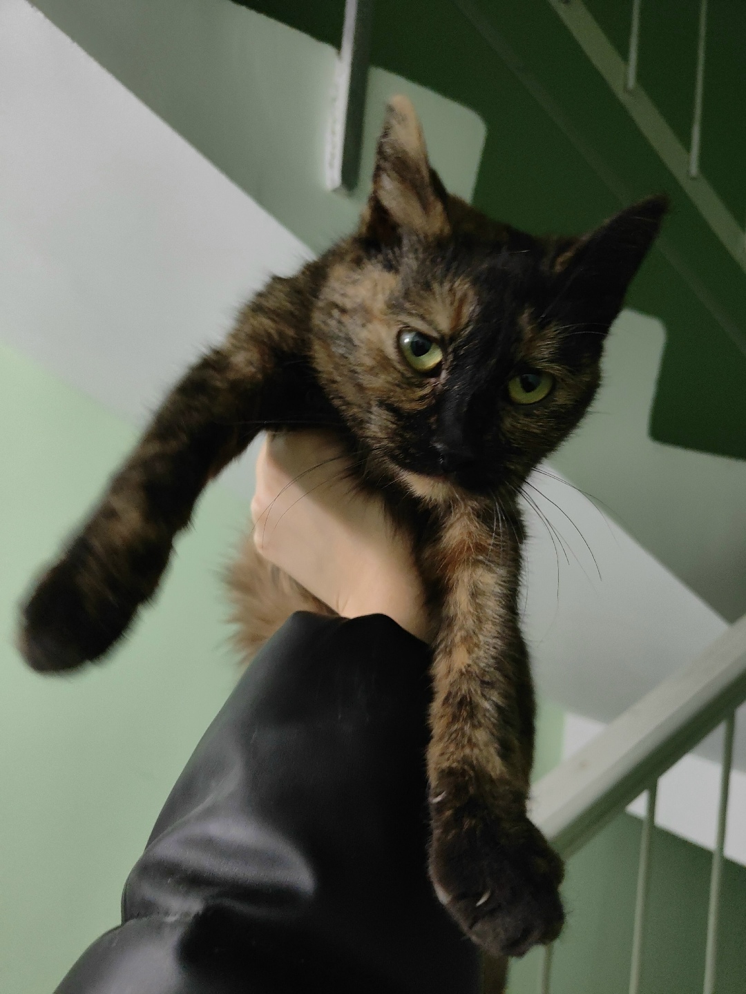 Найдена собака в Дзержинске — фото объявления