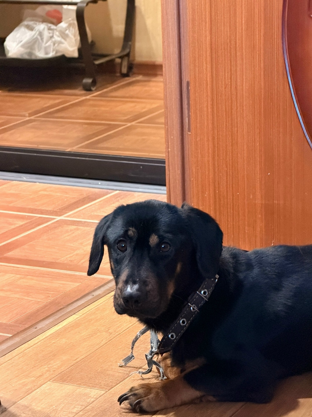 Найдена собака в Дзержинске — фото объявления