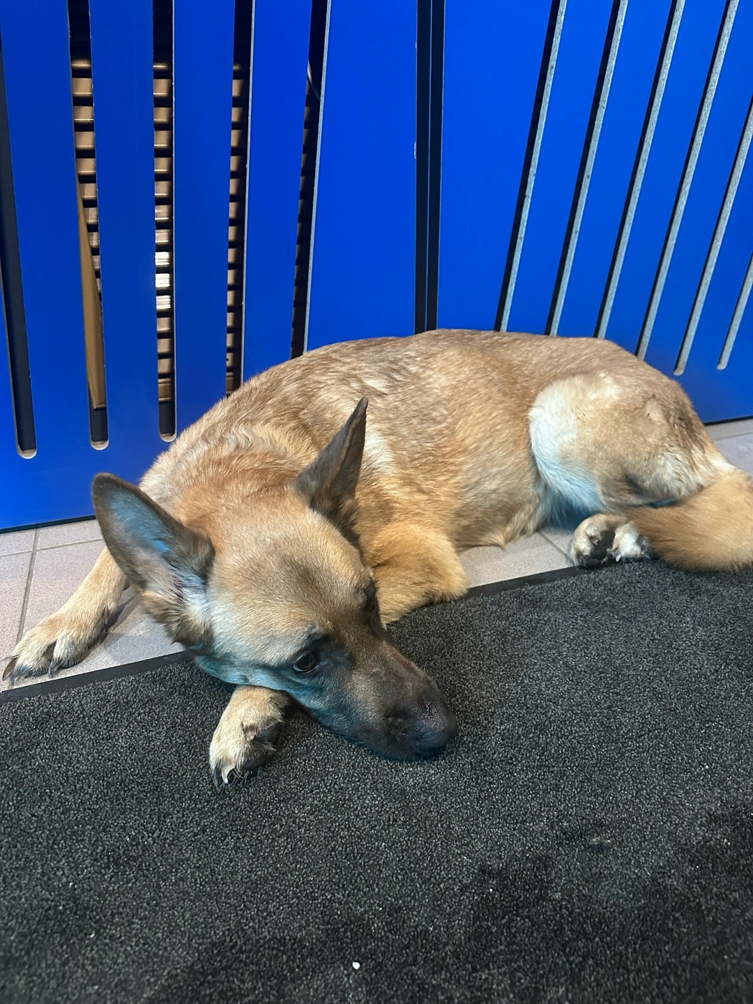 Найдена собака в Дзержинске — фото объявления