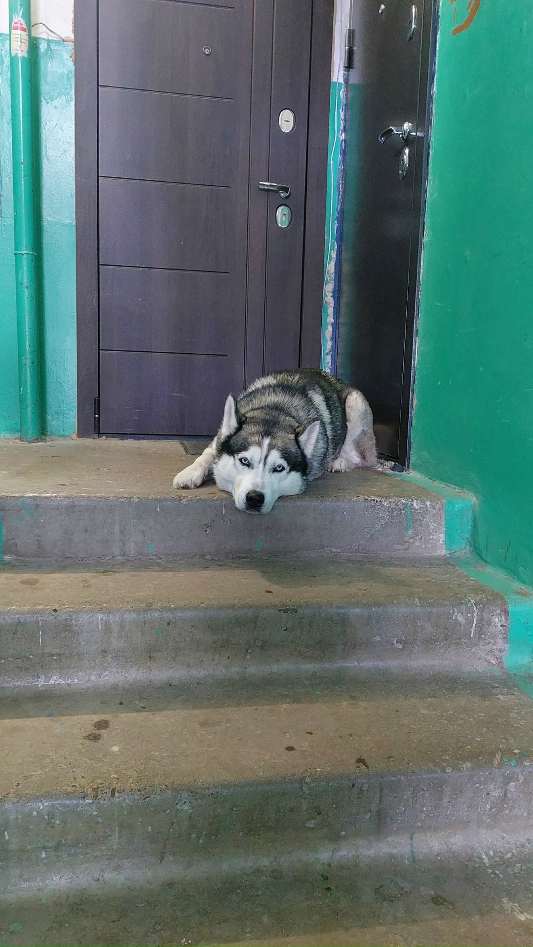 Найдена собака в Дзержинске — фото объявления