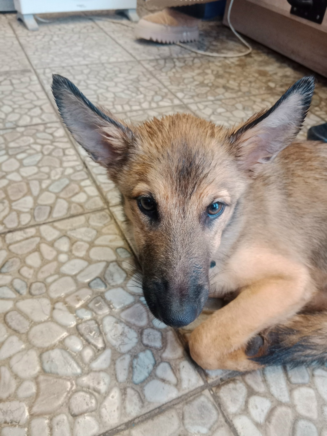 Найдена собака в Дзержинске — фото объявления