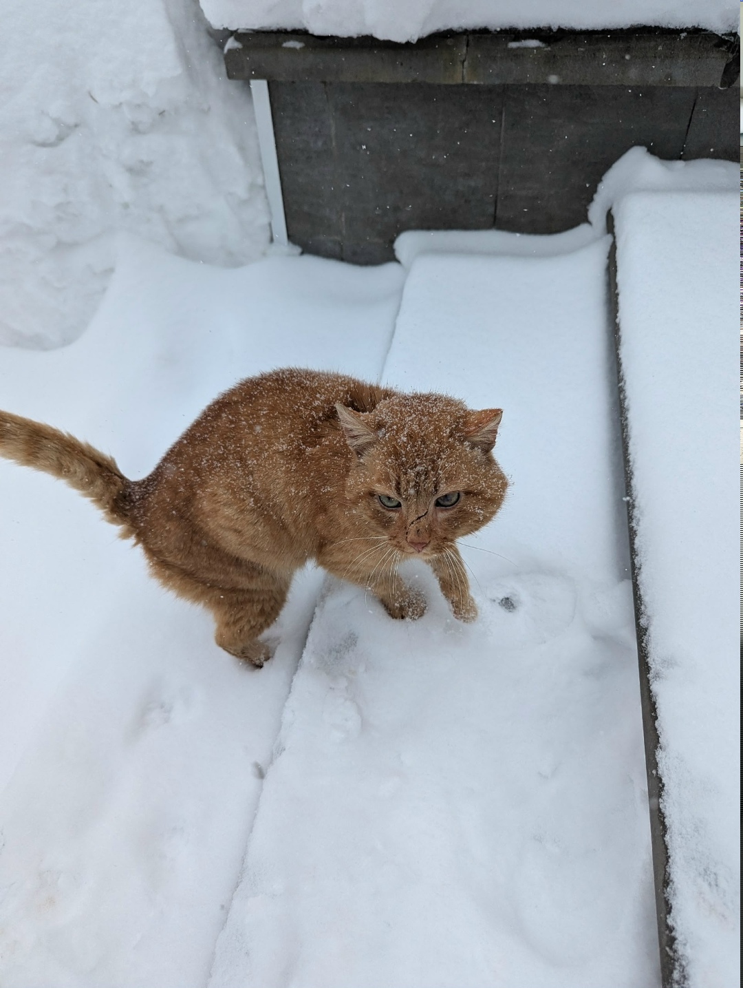 Пропала кошка в Дзержинске — фото объявления