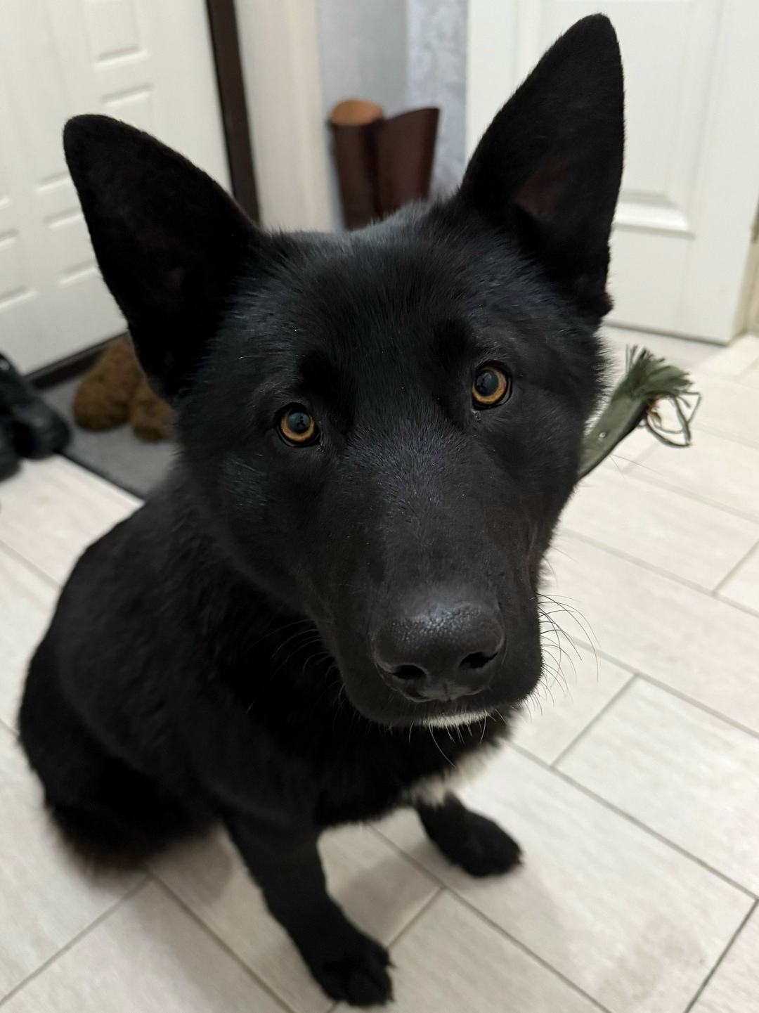 Найдена собака в Дзержинске — фото объявления