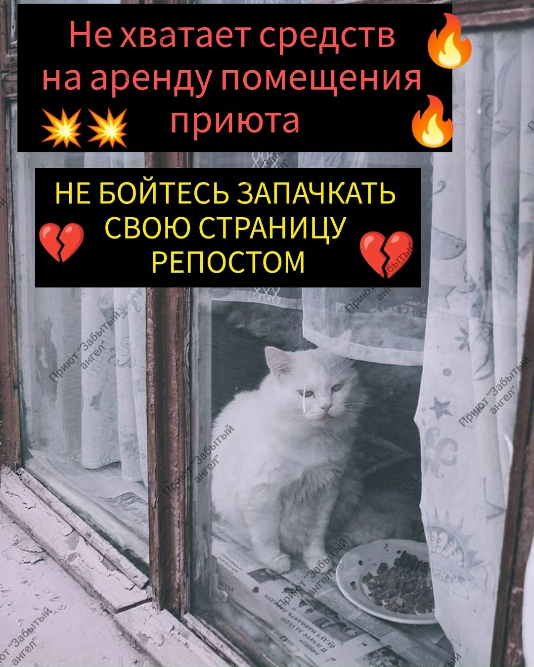 Найдена собака в Дзержинске — фото объявления